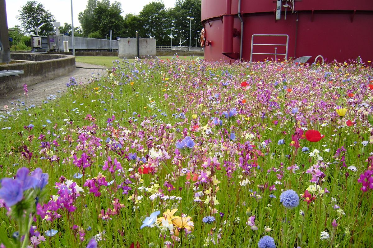 Bunte Blumenwiese auf einer Kläranlage vor einem roten Gasbehälter